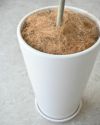 フィカス・ウンベラータ シャイニーホワイト ラウンドポット 観葉植物 本物