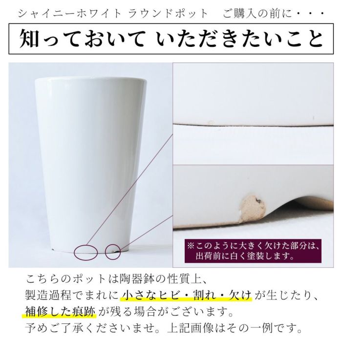 フィカス・ウンベラータ シャイニーホワイト ラウンドポット 観葉植物 本物