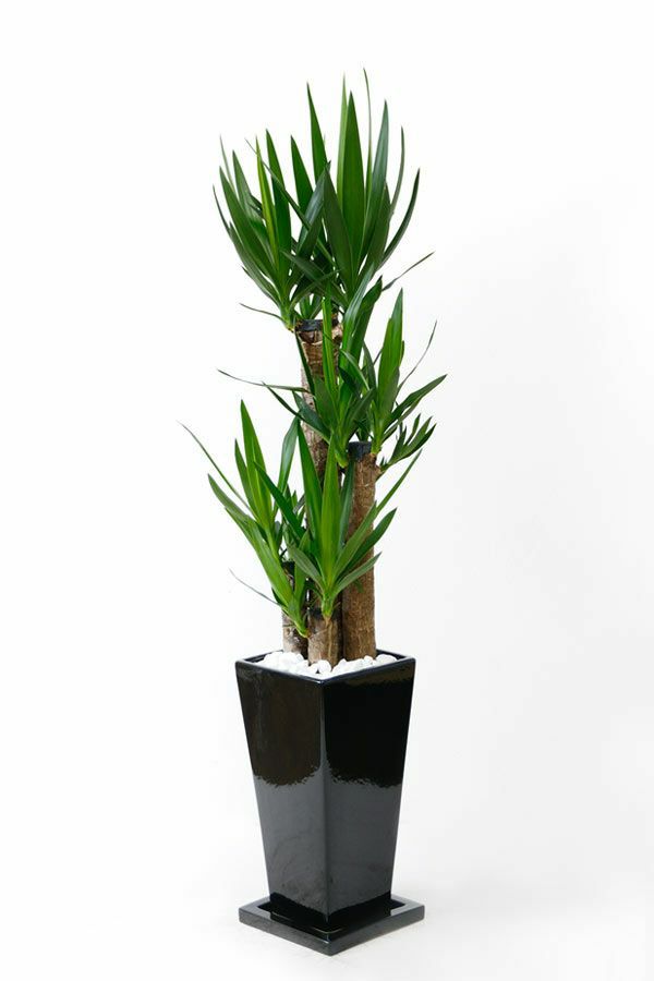 観葉植物 通販 ユッカ・エレファンティペス  選べる3色・スクエア陶器  ST150025