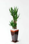観葉植物 通販 ユッカ・エレファンティペス  選べる3色・スクエア陶器  ST150025
