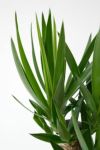 観葉植物 通販 ユッカ・エレファンティペス  選べる3色・スクエア陶器  ST150025