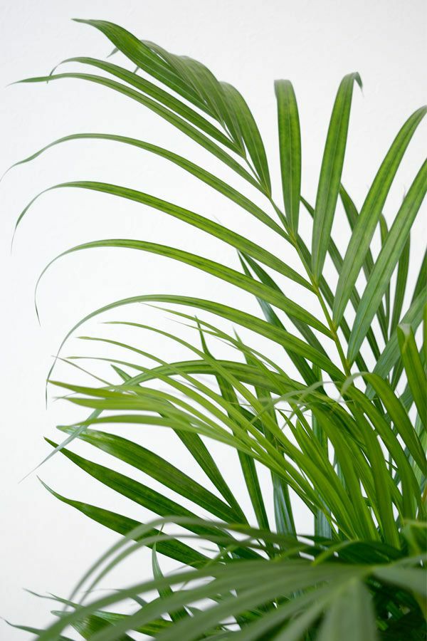 観葉植物 通販 アレカヤシ  選べる3色・スクエア陶器  ST150027