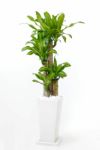 観葉植物 通販 幸福の木(ドラセナ・マッサンゲアナ）  選べる3色・スクエア陶器  ST150028