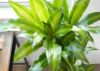 観葉植物 通販 幸福の木(ドラセナ・マッサンゲアナ）  選べる3色・スクエア陶器  ST150028