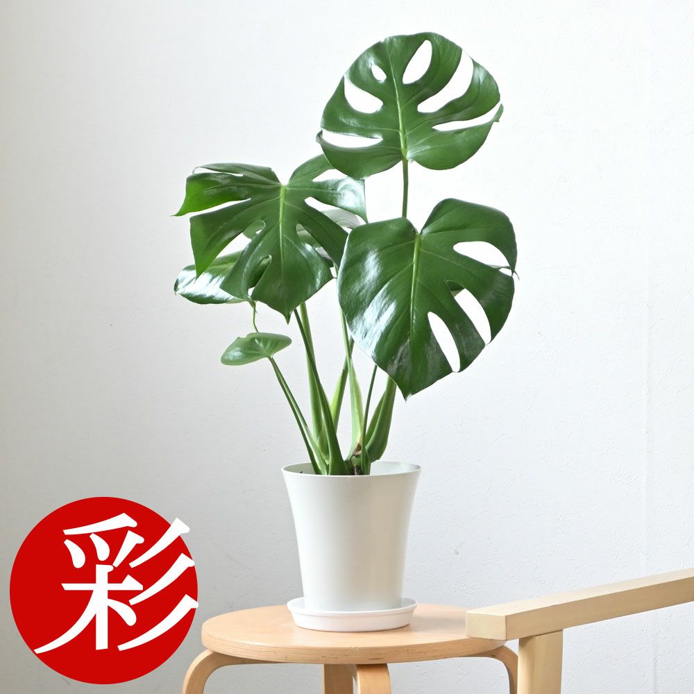 観葉植物 通販 ヒメモンステラ 6号鉢 キャラメルブラウン鉢カバー付 【即日発送可・急なギフトに】 cb040001