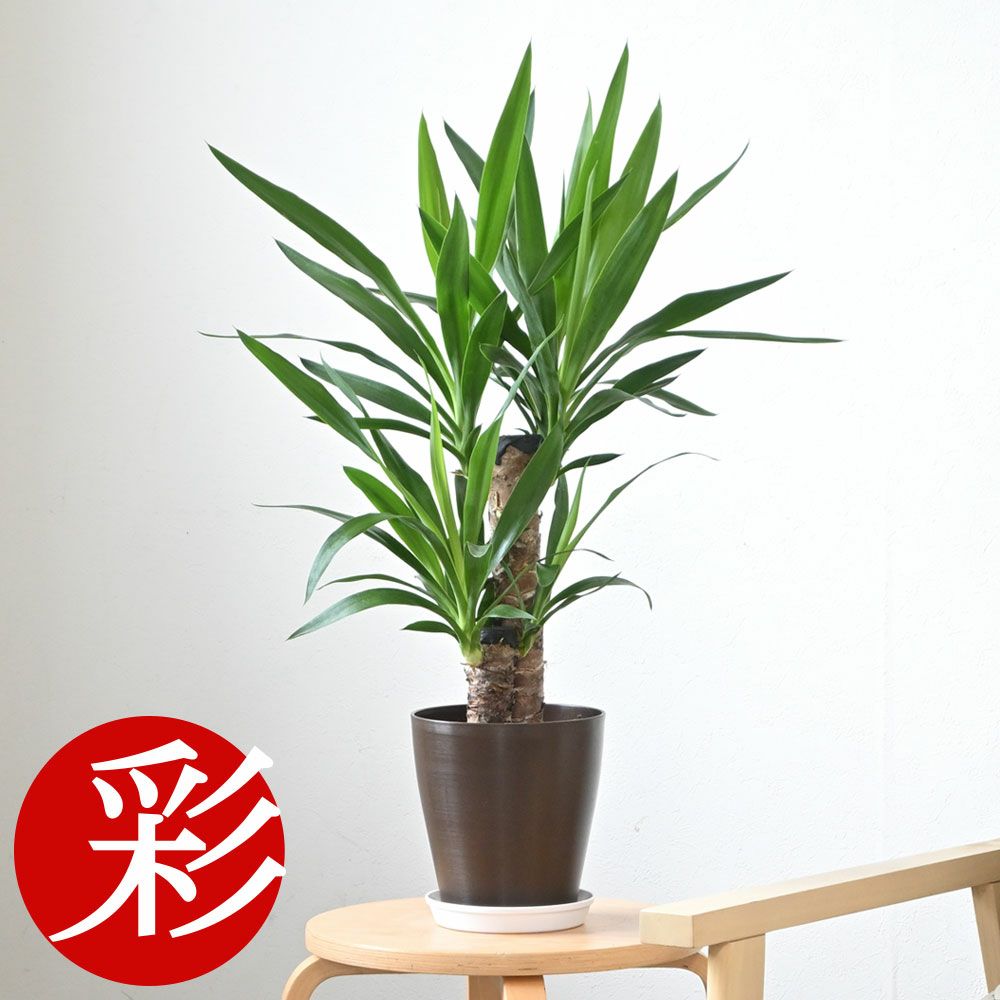 観葉植物 通販 ユッカ・エレファンティペス 6号鉢 cb040003