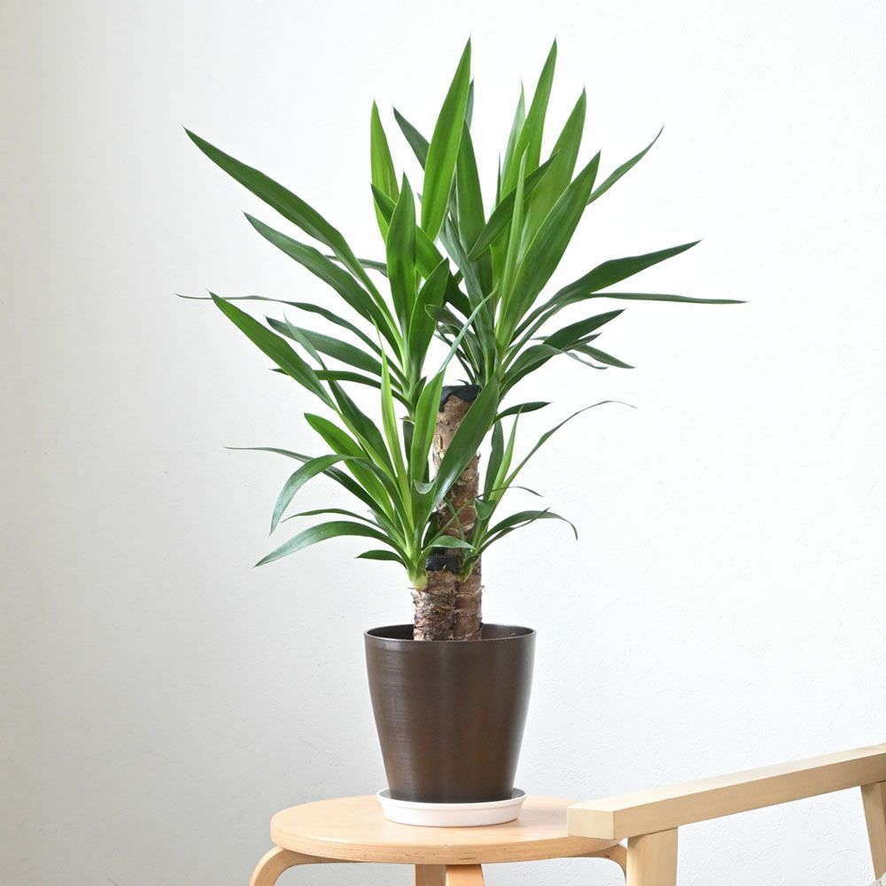観葉植物 通販 ユッカ・エレファンティペス 6号鉢 cb040003
