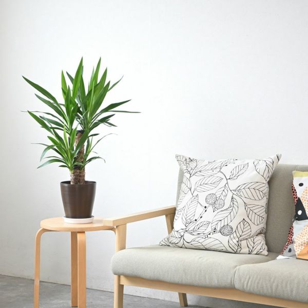 ユッカ・エレファンティペス 6号鉢 観葉植物 本物 ユッカ・エレファンティペス 6号鉢 観葉植物 本物