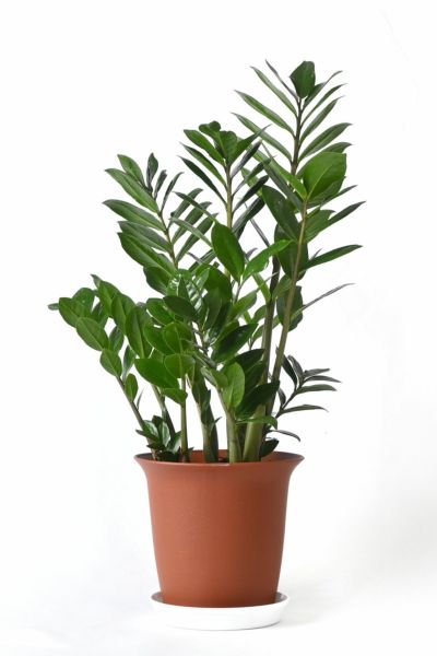 観葉植物 通販 ザミオクルカス・ザミフォーリア 6号鉢 キャラメルブラウン鉢カバー付 cb040005