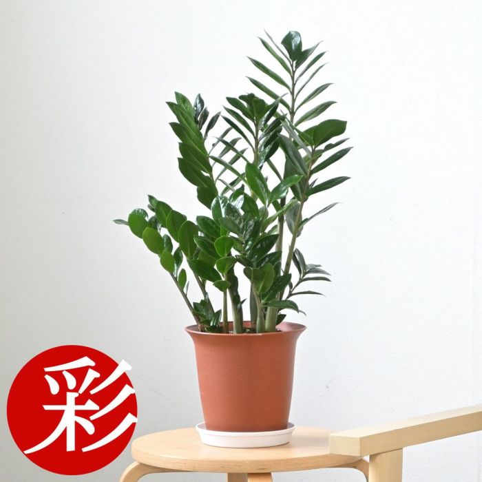 観葉植物 通販 ザミオクルカス・ザミフォーリア 6号鉢 キャラメルブラウン鉢カバー付 cb040005