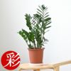 観葉植物 通販 ザミオクルカス・ザミフォーリア 6号鉢 キャラメルブラウン鉢カバー付 cb040005