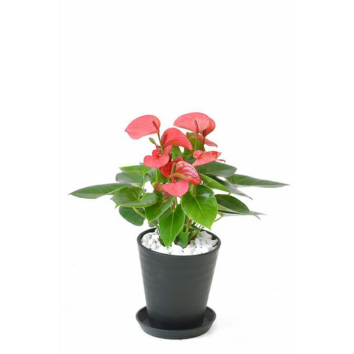 観葉植物を樹種で選ぶ その他の樹種 通販 観葉植物の専門店 彩植健美 観葉植物を樹種で選ぶ その他の樹種 通販 観葉植物の専門店 彩植健美