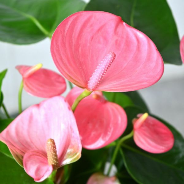 観葉植物 アンスリウム アンスリューム ロイヤルピンクチャンピオン6号鉢 キャラメルブラウン鉢カバー付