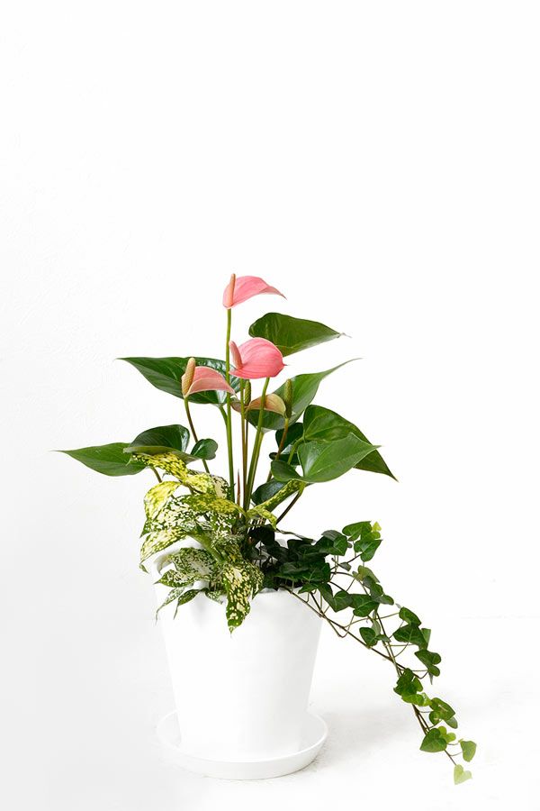 観葉植物 アンスリウム寄せ植えセラアート鉢ピンクチャンピオンアンスリューム母の日yo