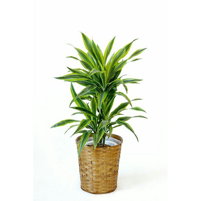 観葉植物 通販 ドラセナ ワーネッキー レモンライム 7号鉢 KM040006