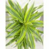 観葉植物 通販 ドラセナ ワーネッキー レモンライム 7号鉢 KM040006