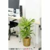 観葉植物 通販 ドラセナ ワーネッキー レモンライム 7号鉢 KM040006