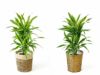 観葉植物 通販 ドラセナ ワーネッキー レモンライム 7号鉢 KM040006