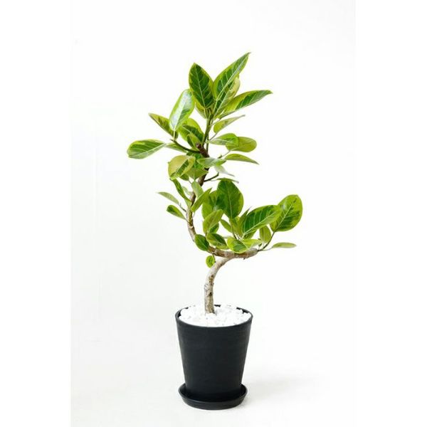 観葉植物 フィカス アルテシーマ バリエガタ 曲幹 8号セラアート鉢cr 観葉植物 フィカス アルテシーマ バリエガタ 曲幹 8号セラアート鉢cr