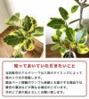観葉植物 通販 フィカス・アルテシーマ・バリエガタ（曲幹） 8号 セラアート鉢 CR080001