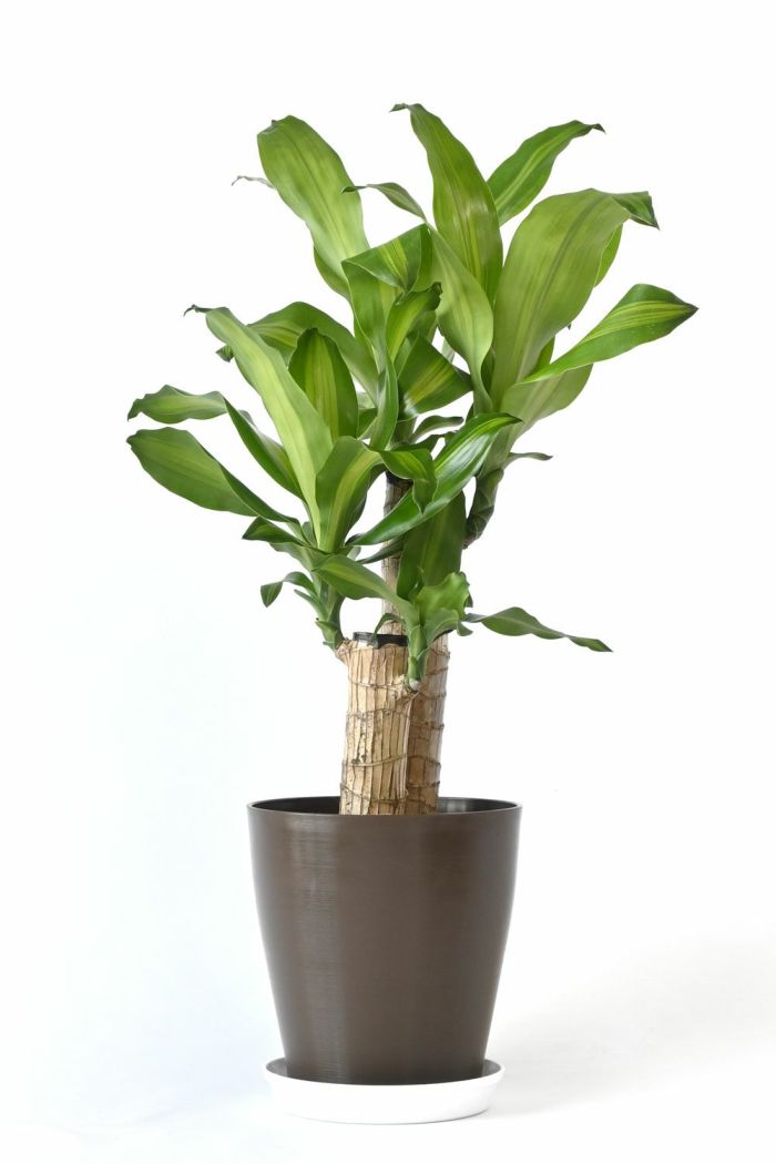 観葉植物 通販 ドラセナ・マッサンゲアナ（幸福の木） 6号鉢 キャラメルブラウン鉢カバー付 【即日発送可・急なギフトに】 cb040008