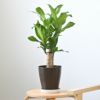 観葉植物 通販 ドラセナ・マッサンゲアナ（幸福の木） 6号鉢 キャラメルブラウン鉢カバー付 【即日発送可・急なギフトに】 cb040008