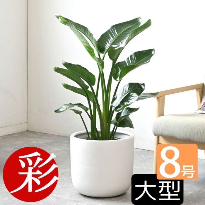観葉植物 通販 ストレリチア・オーガスタ 8号鉢 鉢カバー付 KM080004