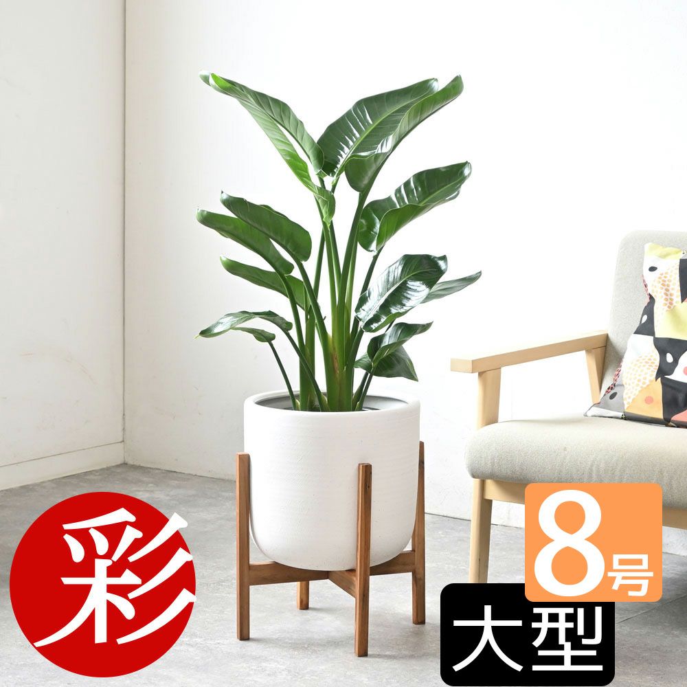 観葉植物 通販 ストレリチア・オーガスタ 8号鉢 鉢カバー付 KM080004