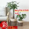 観葉植物 通販 6号+8号2鉢セット2種類から選べる鉢カバー付き大きさ違いの植物 お得なセット♪ 選べる２サイズ、まとめ買い！8号+6号鉢植物