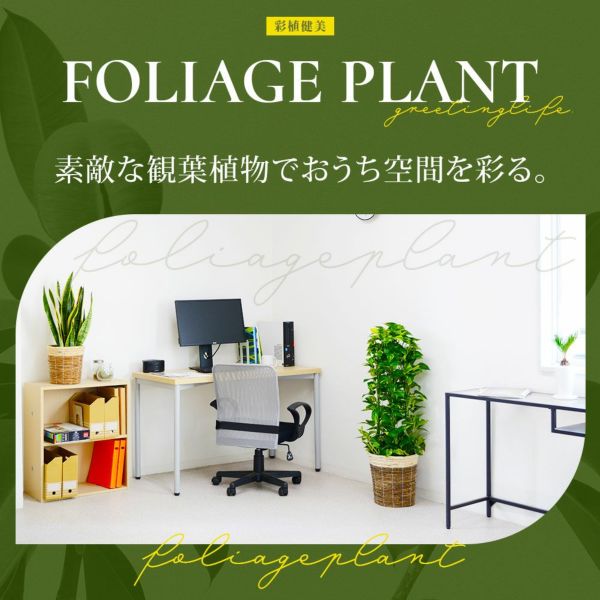 観葉植物 2鉢セット 大きさ違いの植物 お得なセット 選べる２サイズ まとめ買い 8号 6号鉢植物