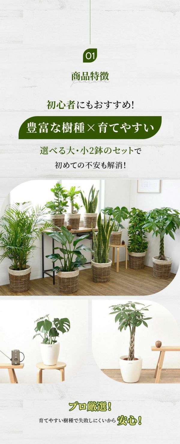 観葉植物 2鉢セット 大きさ違いの植物 お得なセット♪ 選べる２サイズ、まとめ買い！ 8号+6号鉢植物