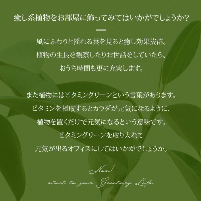 観葉植物 通販 6号+8号2鉢セット2種類から選べる鉢カバー付き大きさ違いの植物 お得なセット♪ 選べる２サイズ、まとめ買い！8号+6号鉢植物