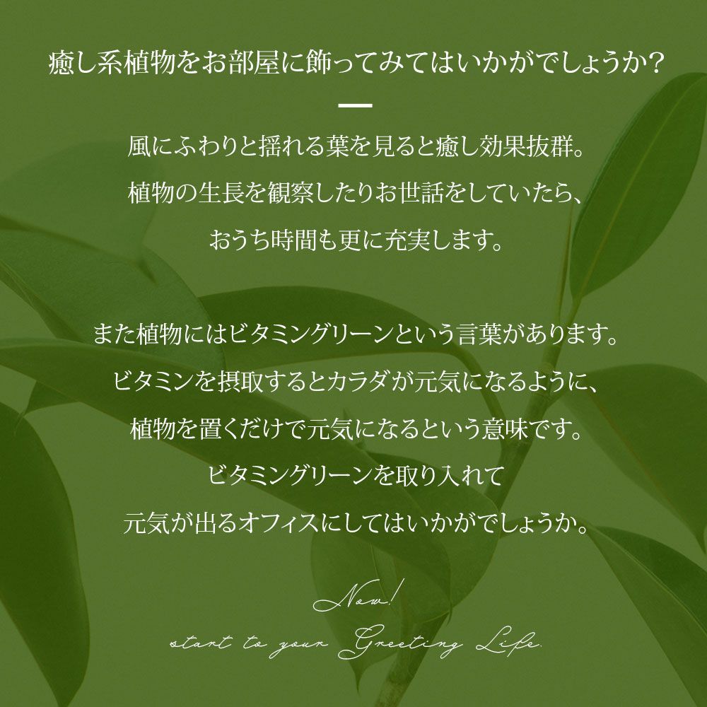 観葉植物 通販 6号+8号2鉢セット2種類から選べる鉢カバー付き大きさ違いの植物 お得なセット♪ 選べる２サイズ、まとめ買い！8号+6号鉢植物