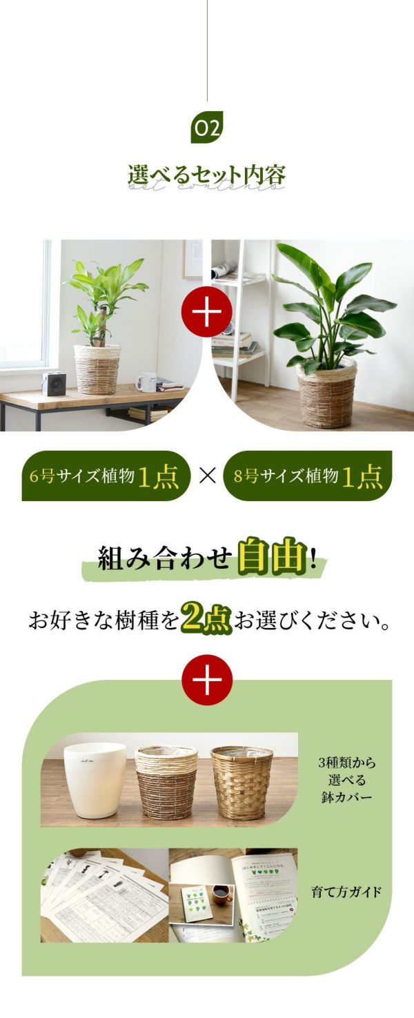 観葉植物 2鉢セット 大きさ違いの植物 お得なセット♪ 選べる２サイズ