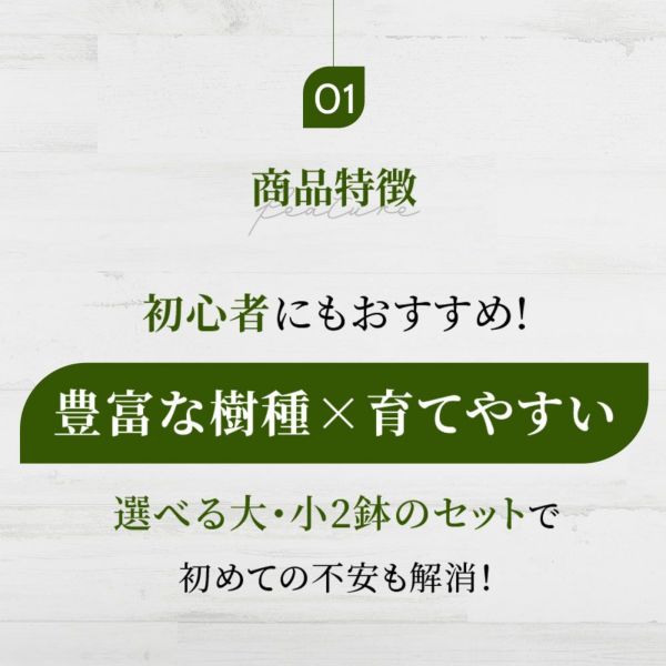 観葉植物 2鉢セット 大きさ違いの植物 お得なセット 選べる２サイズ まとめ買い 8号 6号鉢植物