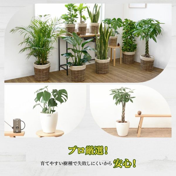 観葉植物 本物 2鉢セット 大きさ違いの植物 お得なセット♪ 選べる２サイズ、まとめ買い！ 8号+6号鉢植物