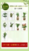 観葉植物 通販 6号+8号2鉢セット2種類から選べる鉢カバー付き大きさ違いの植物 お得なセット♪ 選べる２サイズ、まとめ買い！8号+6号鉢植物