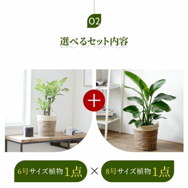 観葉植物 本物 2鉢セット 大きさ違いの植物 お得なセット♪ 選べる２サイズ、まとめ買い！ 8号+6号鉢植物