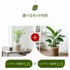 観葉植物 通販 6号+8号2鉢セット2種類から選べる鉢カバー付き大きさ違いの植物 お得なセット♪ 選べる２サイズ、まとめ買い！8号+6号鉢植物