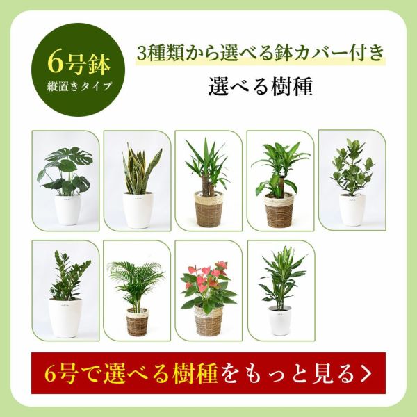 【限定品】 観葉植物 お得なセット 大きさ違いの植物 2鉢セット 本物 フィカス