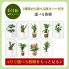 観葉植物 通販 6号+8号2鉢セット2種類から選べる鉢カバー付き大きさ違いの植物 お得なセット♪ 選べる２サイズ、まとめ買い！8号+6号鉢植物