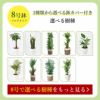 観葉植物 通販 6号+8号2鉢セット2種類から選べる鉢カバー付き大きさ違いの植物 お得なセット♪ 選べる２サイズ、まとめ買い！8号+6号鉢植物