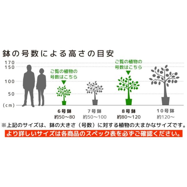 観葉植物 本物 2鉢セット 大きさ違いの植物 お得なセット