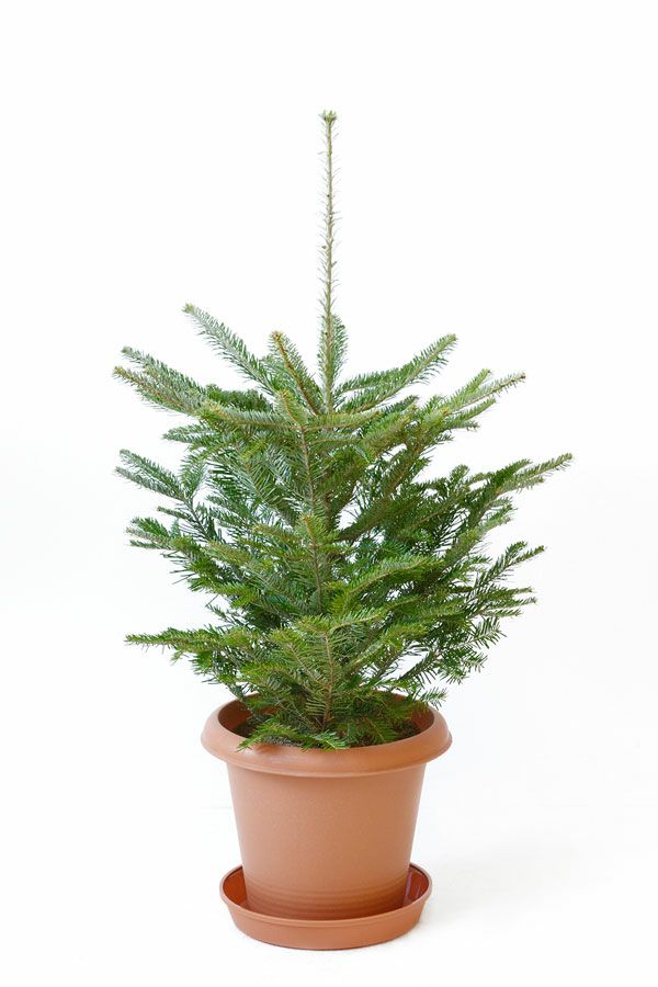もみの木 クリスマスツリー