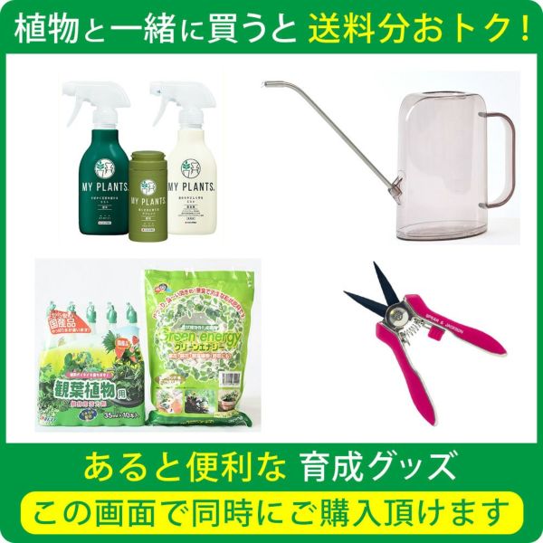 もみの木（モミの木） 80cm～ 10号輪鉢（屋外用）