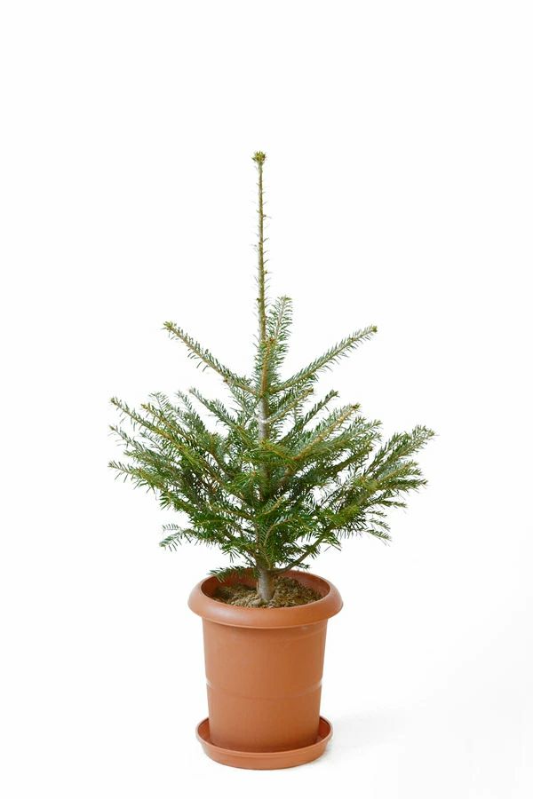 現品販売 もみの木 モミの木 60cm 8号鉢 屋外用 C