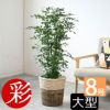 観葉植物 通販 シルクジャスミン ゲッキツ 8号鉢 鉢カバー付 KM080005