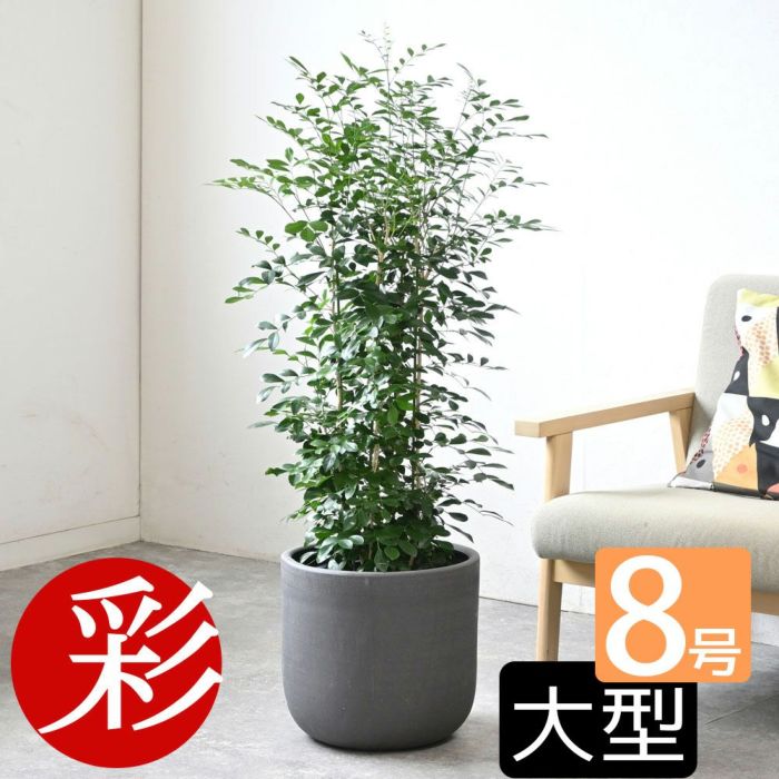 観葉植物 通販 シルクジャスミン ゲッキツ 8号鉢 鉢カバー付 KM080005