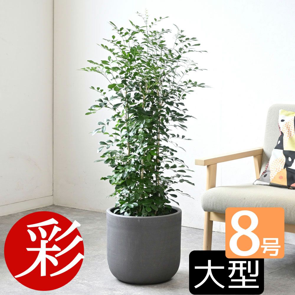 観葉植物 通販 シルクジャスミン ゲッキツ 8号鉢 鉢カバー付 KM080005