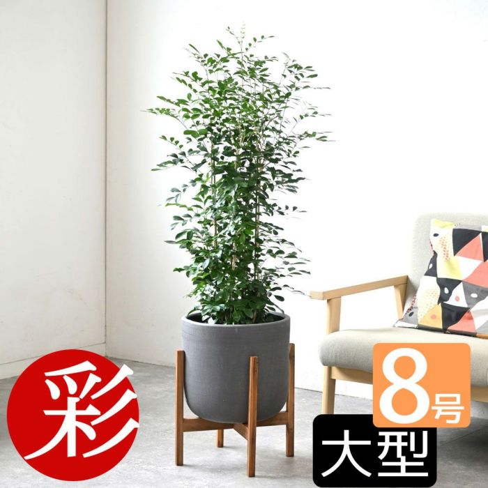 観葉植物 通販 シルクジャスミン ゲッキツ 8号鉢 鉢カバー付 KM080005